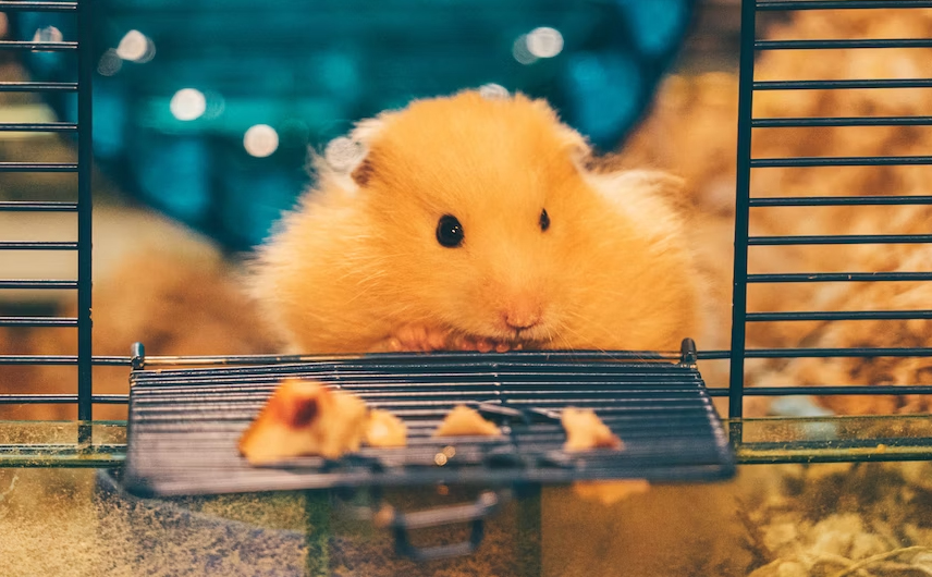 nama hamster lucu 3
