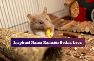 nama hamster betina