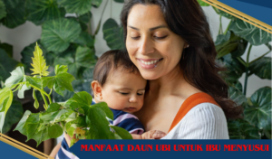 manfaat daun ubi untuk ibu menyusui