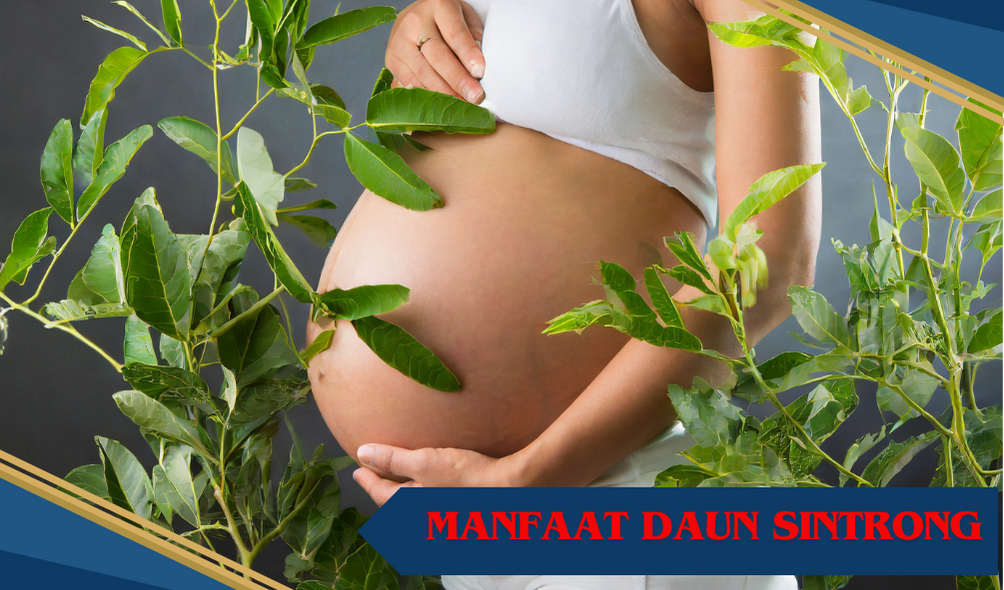 manfaat daun sintrong untuk ibu hamil