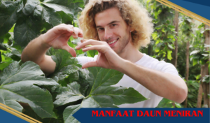 manfaat daun meniran untuk pria