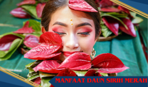 manfaat rebusan daun sirih merah