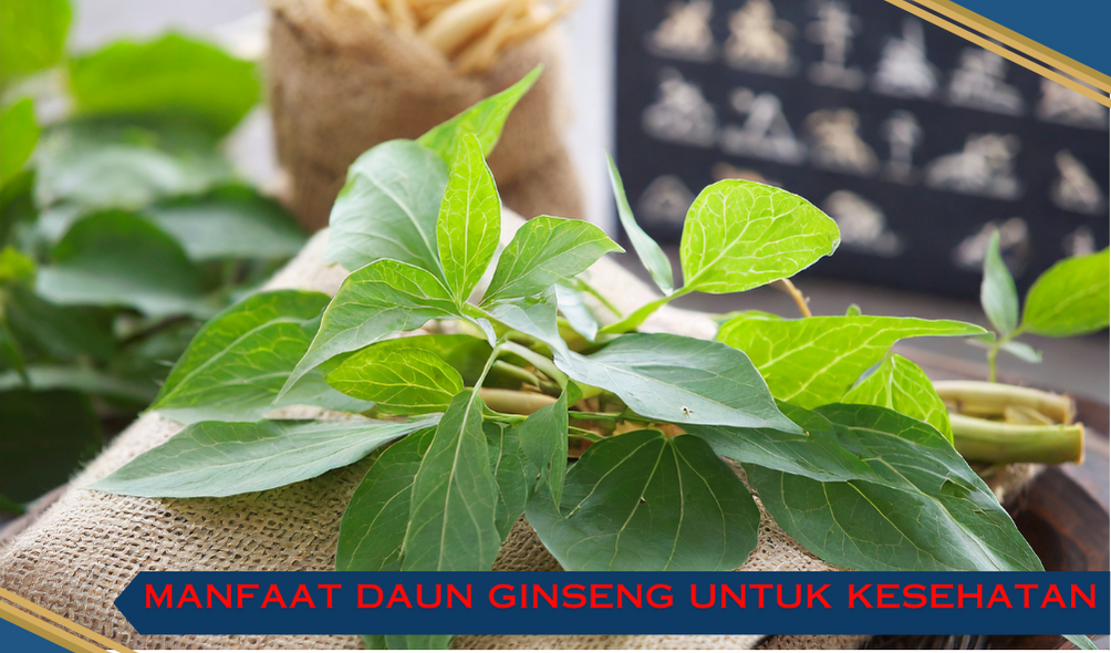 manfaat daun ginseng untuk kesehatan