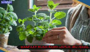 manfaat daun mint untuk kesehatan