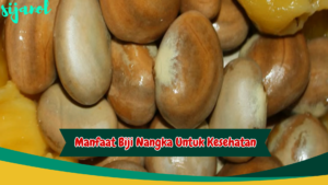 manfaat biji nangka rebus untuk kesehatan