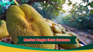 manfaat nangka untuk kesehatan