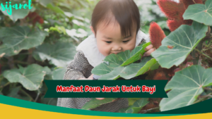 manfaat daun jarak untuk bayi