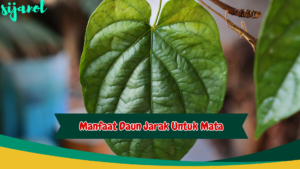 manfaat daun sirih untuk mata