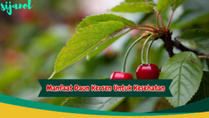 manfaat daun kersen untuk kesehatan