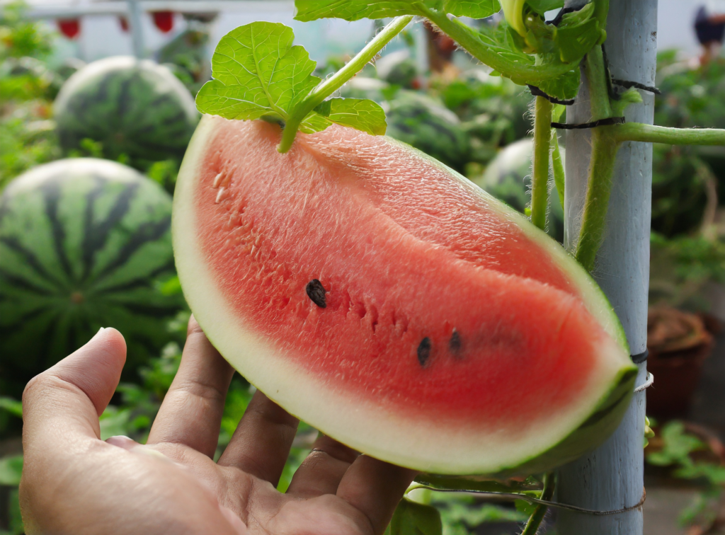 manfaat buah semangka untuk kesehatan 2