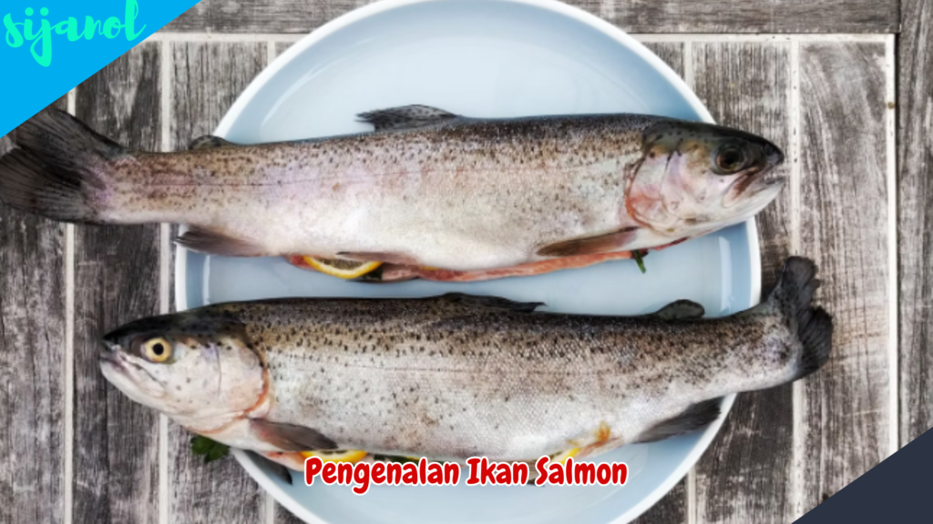Manfaat Ikan Salmon untuk Kesehatan 2