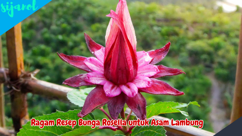 Manfaat Bunga Rosella untuk Asam Lambung 3
