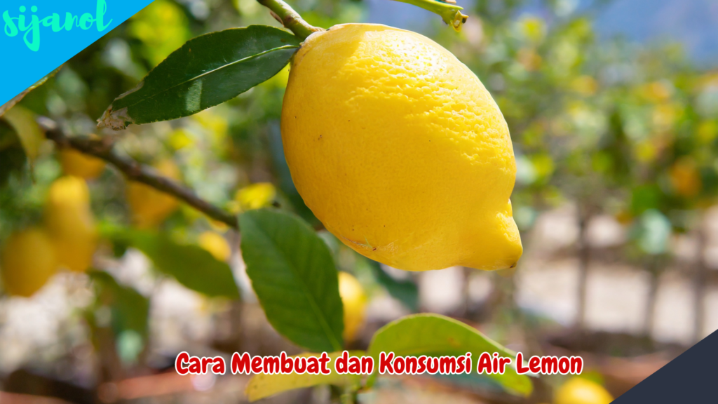 Manfaat Jeruk Lemon untuk Lambung 4
