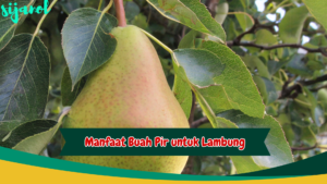 Manfaat Buah Pir untuk Lambung