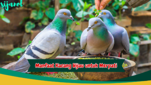 Manfaat Kacang Hijau untuk Merpati