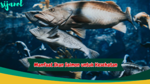 Manfaat Ikan Salmon untuk Kesehatan