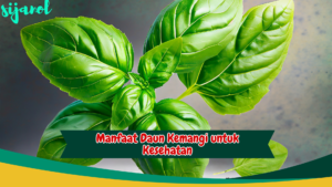 Manfaat Daun Kemangi untuk Asam Lambung