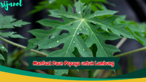 Manfaat Daun Pepaya untuk Lambung