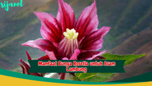 Manfaat Bunga Rosella untuk Asam Lambung