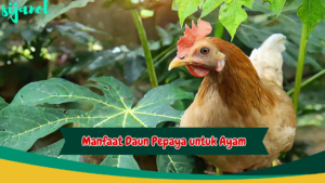 Manfaat Daun Pepaya untuk Ayam