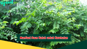 Manfaat Daun Katuk untuk Kesehatan