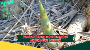 Manfaat Rebung untuk Asam Lambung