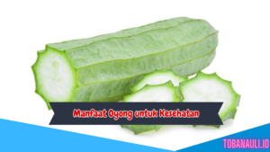 Manfaat Oyong untuk Kesehatan