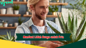 Manfaat Lidah Buaya untuk Pria