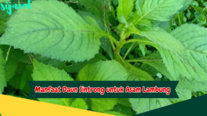 Manfaat Daun Sintrong untuk Asam Lambung