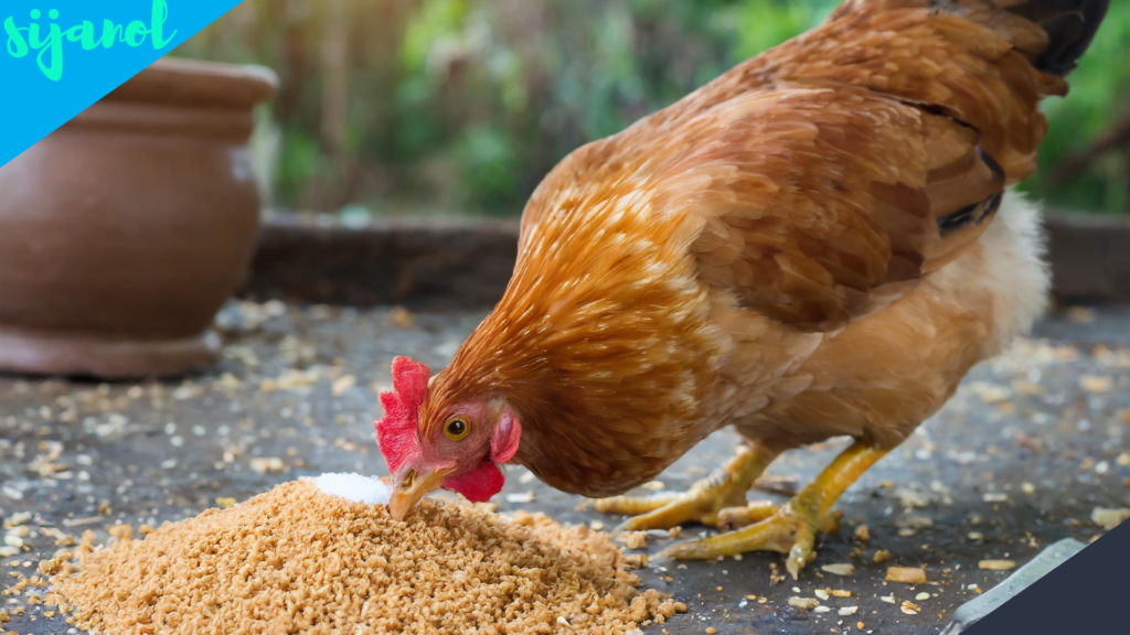 Manfaat Gula Aren untuk Ayam Aduan
