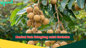 Manfaat Buah Kelengkeng untuk Kesehatan