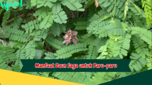 Manfaat Daun Saga untuk Paru-paru