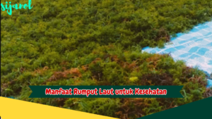 Manfaat Rumput Laut untuk Kesehatan