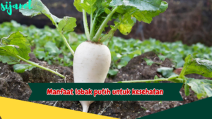 Manfaat Lobak Putih untuk Kesehatan