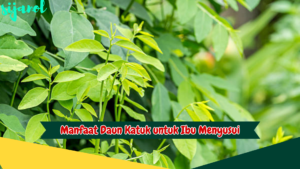 Manfaat Daun Katuk untuk Ibu Menyusui