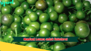 Manfaat Leunca untuk Kolesterol