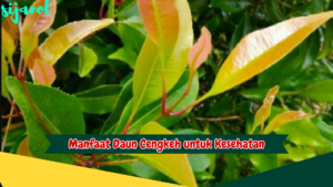 Manfaat Daun Cengkeh untuk Kesehatan