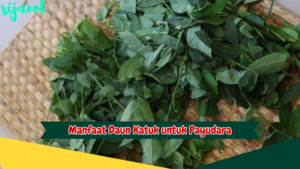 Manfaat Daun Katuk untuk Payudara