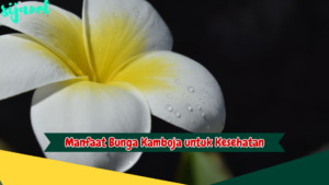 Manfaat Bunga Kamboja untuk Kesehatan