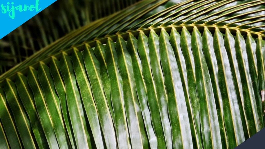 Manfaat daun kelapa untuk rambut