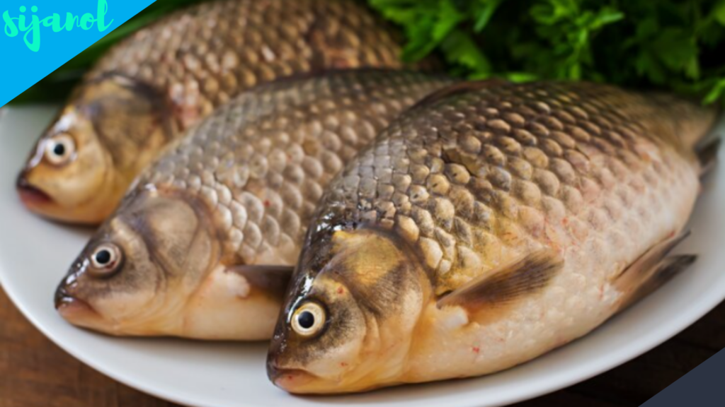 Manfaat Ikan Gurame untuk Kesehatan