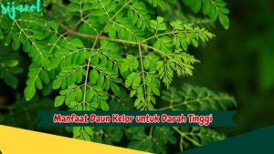 Manfaat Daun Kelor untuk Darah Tinggi