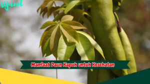 Manfaat Daun Kapuk untuk Kesehatan