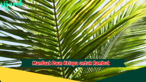 Manfaat daun kelapa untuk rambut