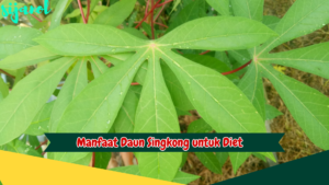 Manfaat Daun Singkong untuk Diet