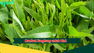 Manfaat Kangkung untuk Otot