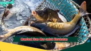 Manfaat Ikan Mas untuk Kesehatan