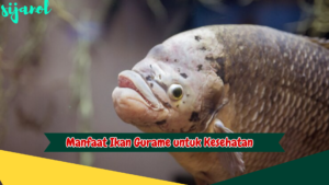 Manfaat Ikan Gurame untuk Kesehatan