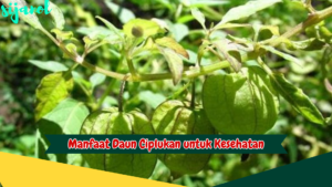 Manfaat Daun Ciplukan untuk Kesehatan