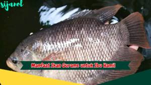 Manfaat Ikan Gurame untuk Ibu Hamil